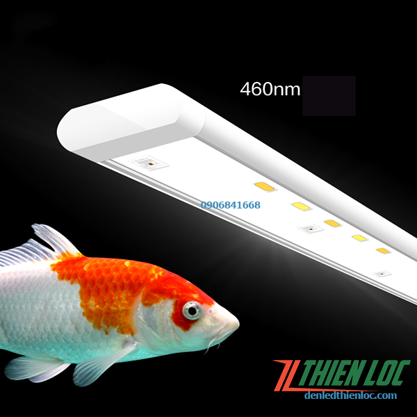 Đèn tăng màu cho Cá Koi DCK02
