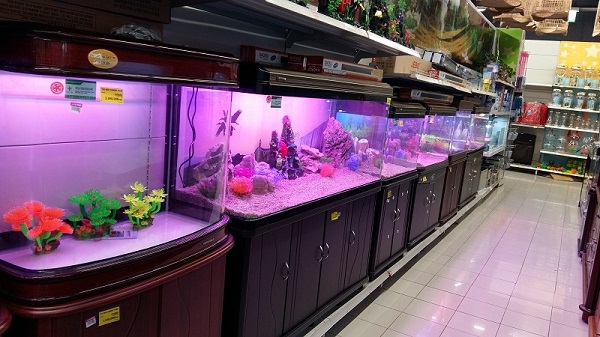 Địa chỉ bán đèn led hồ cá koi, bể cá cảnh giá rẻ tại Hà Nội và TP Hồ Chí Minh